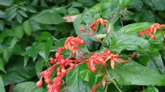 Clerodendrum japonicum