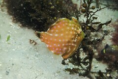 Brachaluteres jacksonianus