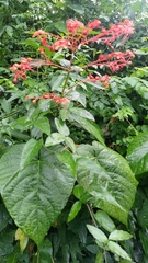 Clerodendrum japonicum