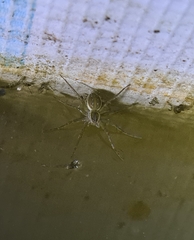 Dolomedes facetus
