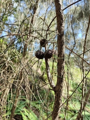 Allocasuarina verticillata