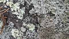 Flavoparmelia baltimorensis