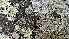 Flavoparmelia baltimorensis