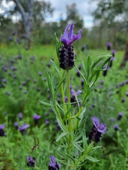 Lavandula