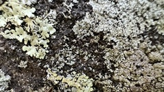 Flavoparmelia baltimorensis