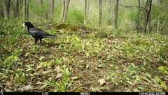 Corvus