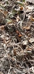 Dasymutilla ursus