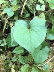 Fagopyrum esculentum