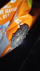 Chrysobothris basalis