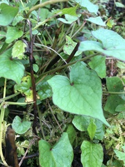 Fagopyrum esculentum