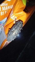 Chrysobothris basalis