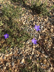 Wahlenbergia multicaulis
