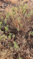 Vitex agnus-castus