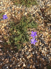 Wahlenbergia multicaulis