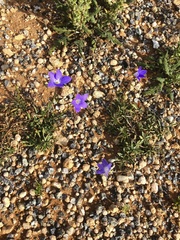 Wahlenbergia multicaulis