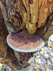 Ischnoderma resinosum