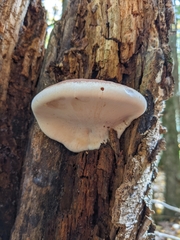 Ischnoderma resinosum