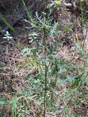 Eupatorium × pinnatifidum