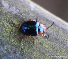 Phaedon semimarginatus