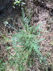 Eupatorium × pinnatifidum