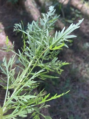 Eupatorium × pinnatifidum