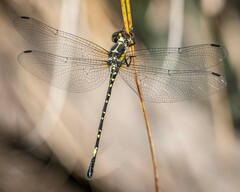 Eusynthemis nigra