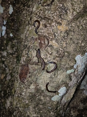 Pseudospirobolellus avernus