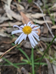Allittia uliginosa