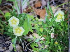 Chamaesaracha edwardsiana