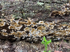 Serpula himantioides