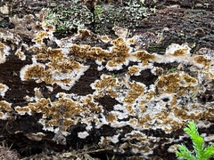 Serpula himantioides