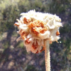 Malacothamnus enigmaticus