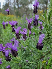 Lavandula