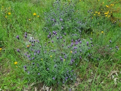 Lavandula