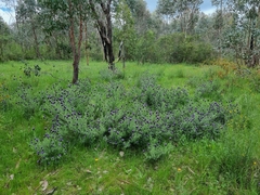 Lavandula