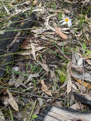 Allittia uliginosa