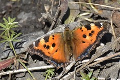 Nymphalis xanthomelas