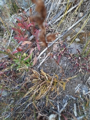 Pedicularis bracteosa
