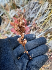 Pedicularis bracteosa