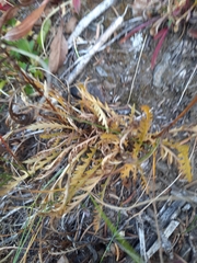 Pedicularis bracteosa