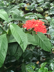 Ixora