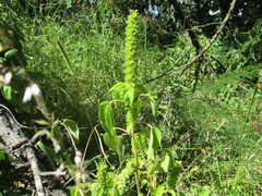Acalypha salvadorensis