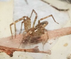 Dendrolycosa