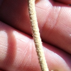 Malacothamnus enigmaticus