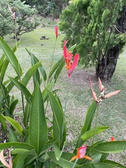 Heliconia psittacorum