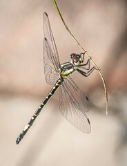 Eusynthemis nigra