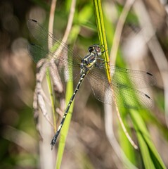 Eusynthemis nigra