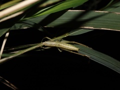 Palaeoagraecia ascenda
