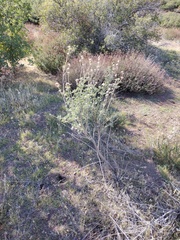 Malacothamnus enigmaticus
