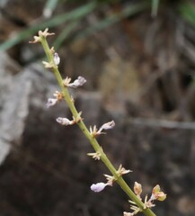 Liriope spicata